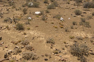 Tierberg Burn Experiment