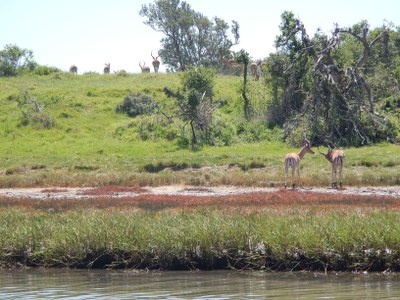 Kariega Estuary LTER