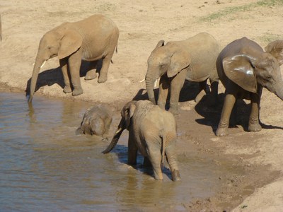 South African wildlife