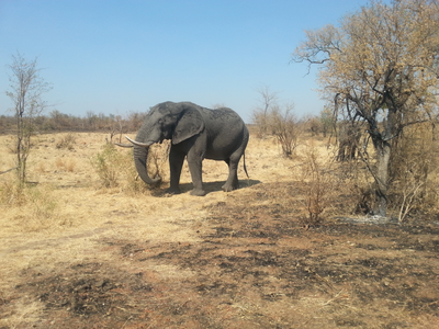 Causes and Consequences of Savanna Tree Cover Change